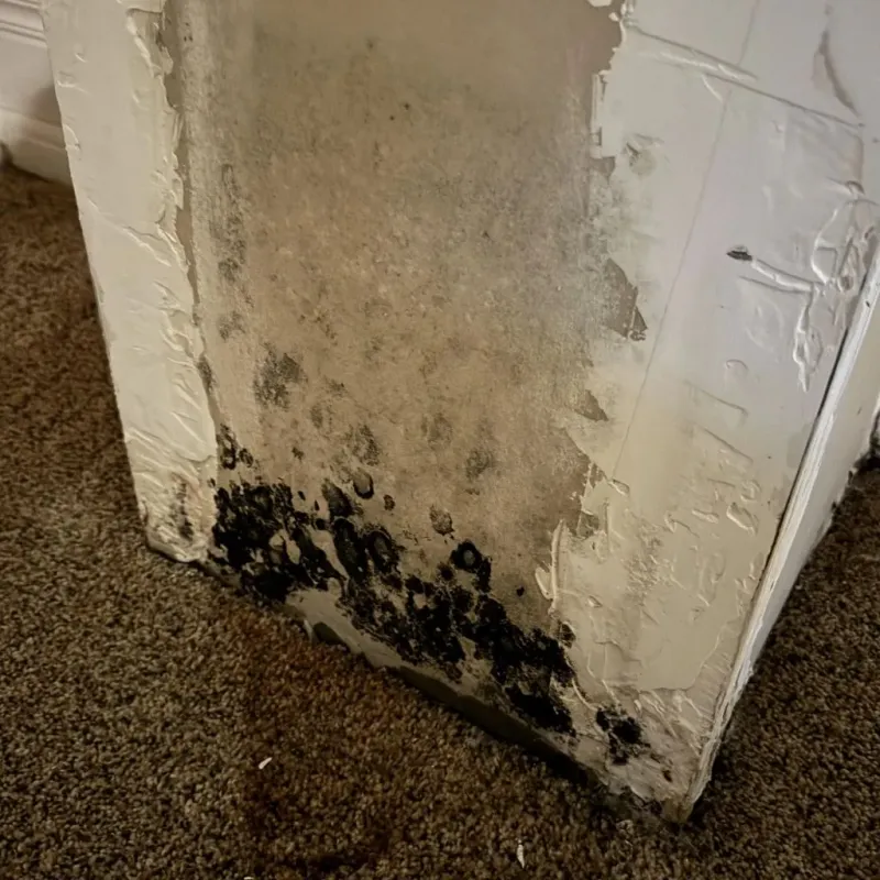 Professional Mold Removal in San Joaquin Hills, CA